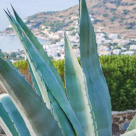 Syros * Kíni